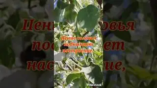 Исцеляющая трель соловья...
