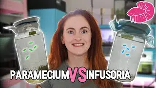 Paramecium VS. Infusoria - How to Culture and Which is Better? (Betta Fry Live Foods Comparison)