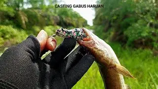 CASTING GABUS HARUAN || DAIDO XPEDITION TRV ROD 6LBS || DAIWA REVROS TG LT 1000