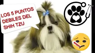 LOS CINCO PUNTOS DEBILES DEL SHIH TZU