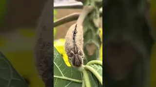 Lagarta dragão localizado Guaruja SP