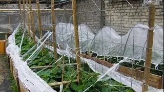 Делаем огород, грядки- короба 6 часть.Огурцы на вертикальной опоре.Garden.