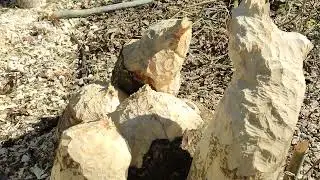 2023-04-23 БОБРОВЫЕ СКУЛЬПТУРЫ И ПЕРВОЕ УНИЧТОЖЕНИЕ ПЛОТИН В 2023.