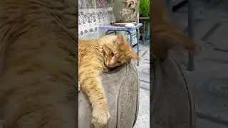 Дальний родственник.
