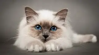УСЫ У КОТА НЕ ПРОСТО ТАК