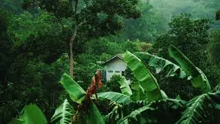 Beautiful Nature Rain In Forest with Beautiful House and Rain Sounds