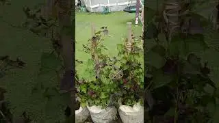 батат от а до я август                           #батат #дача #сад
