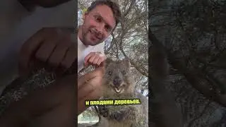 Самое счастливое животное - квокка!
