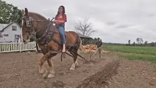 DRAFT HORSES: Working The Garden