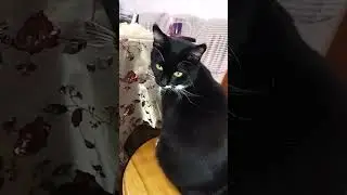 Мурзик готовится к празднику.
