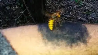 Укус Шершня. Шершни из Гнезда Не хотят Жалить Мою Руку, Гнездо Шершней !