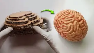 Cardboard Brain Model DIY
