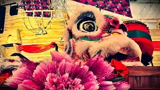 2017 THE FEARLESS LIONS - Acrobatic Lion Dance