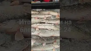 Итог ловли щуки на блесну, балансир