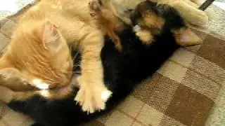 Gatto&cane in :scemo più scemo (  puppy's dog is feeding puppy's cat)