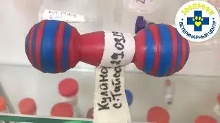 Чем Опасны Маленькие Игрушки? Какой Минимальный Размер Игрушки Должен Быть у Собаки?
