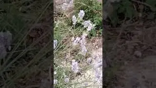 Крымские "колибри" на лаванде.