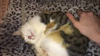 My cute kitten Phoebe #kittens