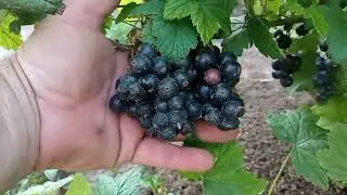 сорт чёрной смородины Рапсодия