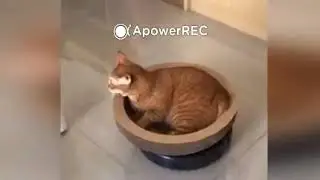 Приколы с котиками №4. Cat Music