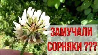 Коровы НЕ глупые,  а мы топчем его / Потрясающее растение от многих  недугов