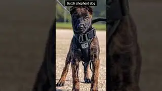 Dutch Shepherd dog