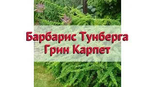 Барбарис тунберга Грин Карпет 🌿 Обзор: посадка и уход. саженцы барбариса: описание и особенности