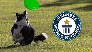 Dog breaks World Record by catching frisbee! | Guinness World Records
