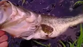 bass fishing with a topwater frog(with 4 pound bass).