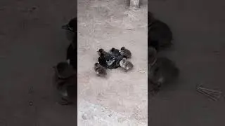 desi duck 👌jodi ke bhaw 😊enjoy this video 👍