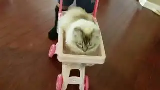 Things Ragdoll cats do