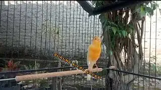 Burung Kenari Kuning Gacor