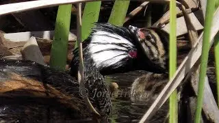 MACÁ COMÚN CON PICHÓN