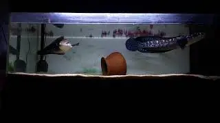 Coba Jodohkan Maru Di Aquarium
