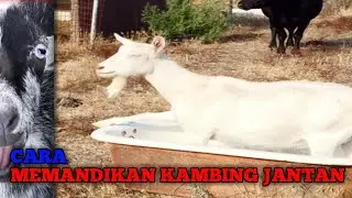 CARA MEMANDIKAN KAMBING JANTAN KESAYANGAN