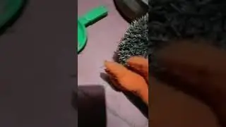 мы нашли ёжика