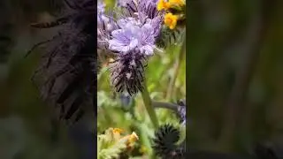 desierto se pinta de colores