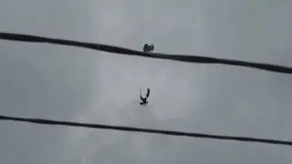СВГ Голуби, молодёжь подкидки вечером