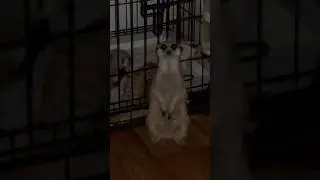 Как эта жопа вылазит интересно 😅 #питомцы #animals #сурикат #животные