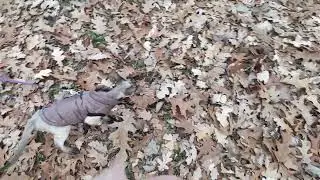 Коти - то страшна сила))