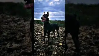 Рыбалка с доберманом😊это увлекательный был аттракцион🤭