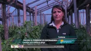 Pulgón, el terror de los invernaderos