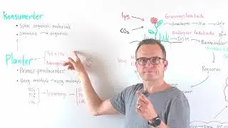 Fødekæder og Energiflow