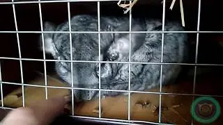 Как шиншиллка просит ласки:)