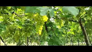 ढगानं आभाळ दाटलया गं.. Grapes 🍇 season #youtubeshorts #graps #shorts