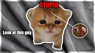Stupid Cat