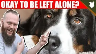 Can My BERNESE MOUNTAIN DOG Be Left Alone