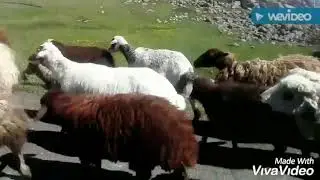 КУРБАН БАЙРАМ 2019