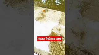 ঘরের বৈঠাতে মাছ.. #fishing #বন্যা #বন্যা_পরিস্থিতি #বন্যা২০২৪ #মাছ