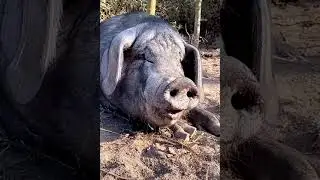 Смешные видео приколы , поющая свинья